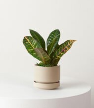 Cuddly Cactus - Image 4
