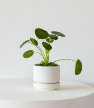 Neem Oil Natural Leaf Shine - Image 4