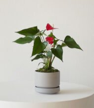 Bishop Earthernware - Image 5